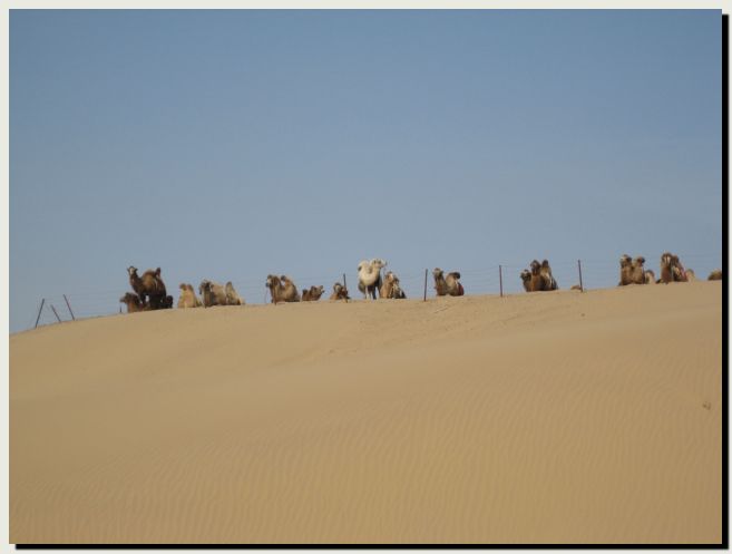 Camels; majestic steeds of the desert kingdoms (or something to that effect).